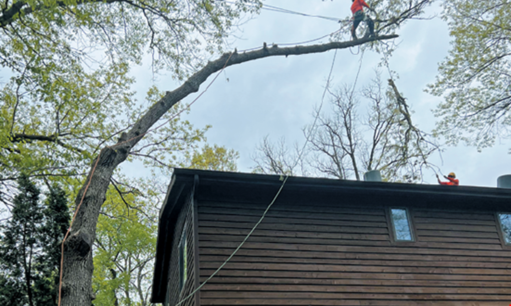 Product image for Genesis Tree Service LLC SUMMER SAVINGS extra $100 OFF any job over $2350. extra $50 OFF any job over $1200. extra $25 OFF any job over $600.