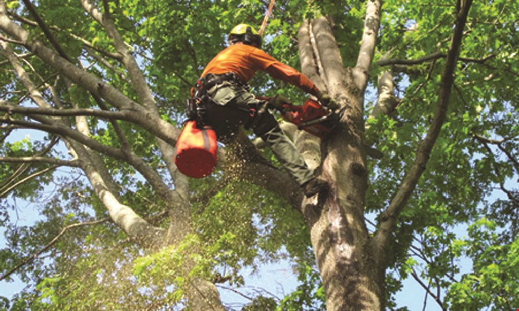 Product image for Enrique Tree Service 10% Off any tree removal. 