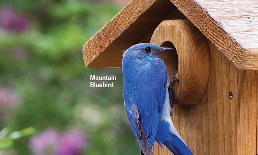 Product image for Wild Birds Unlimited 20% OFF One Regularly-priced Item*.
