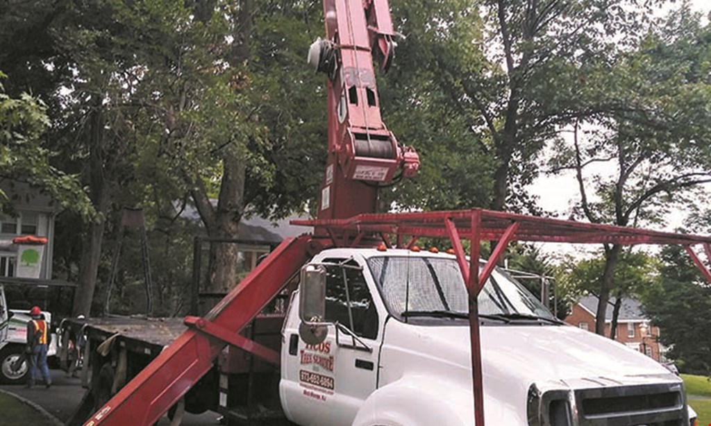 Product image for Tico's Tree Service 10% OFF TREE REMOVAL (MIN. $2000).