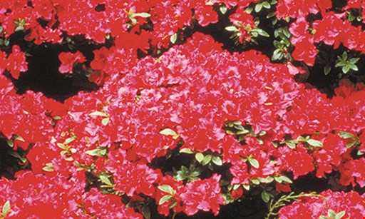 Product image for Hoffman's Supply and Garden Center $10 off on any purchase of $50 or more.