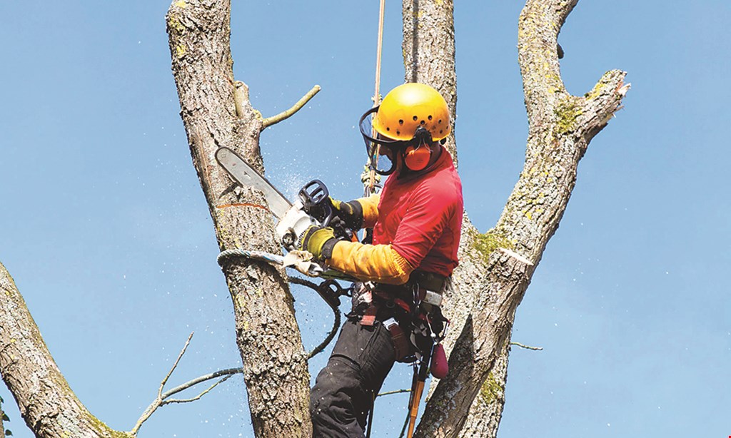 Product image for All The Above Tree Service $50 off services of $500 or more