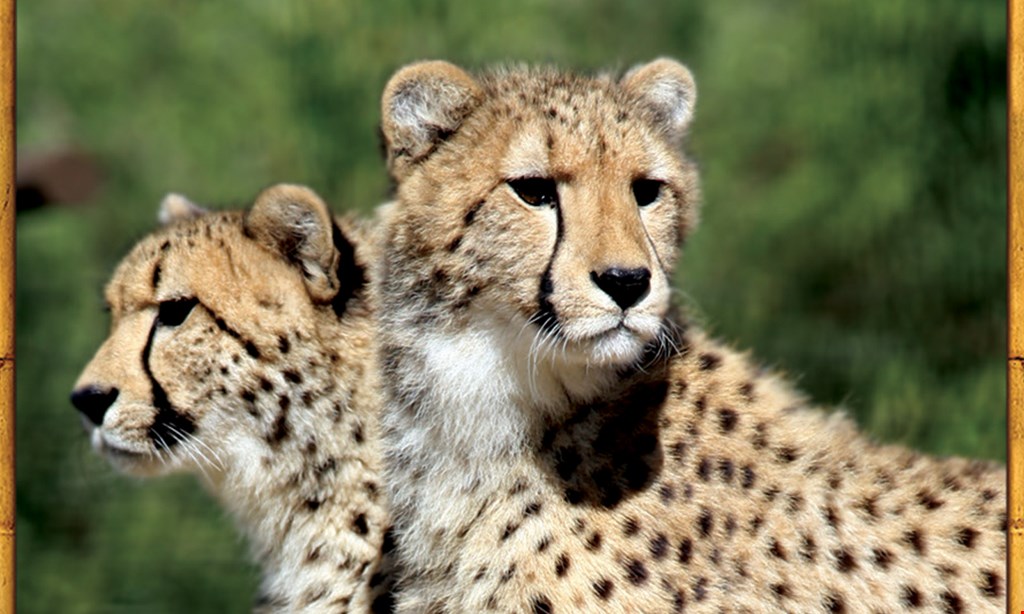 Product image for Wildlife World Zoo $6 off on admission per person/$24 value.