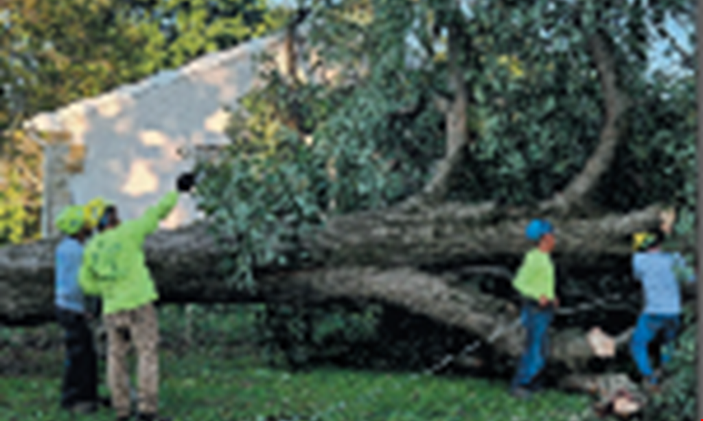 Product image for Kingkiner Tree Service 10% Off Any Tree Service Over $500.