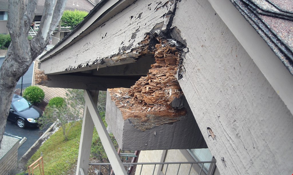 Product image for David General Construction TERMITE AND DRY ROT REPAIR $100 OFF WOOD REPAIROR REPLACEMENT. MINIMUM $1,000 ESTIMATE FOR DISCOUNT. MUST PRESENT COUPON BEFORE WRITTEN ESTIMATE. NOT VALID WITH ANY OTHER OFFER OR DISCOUNT.