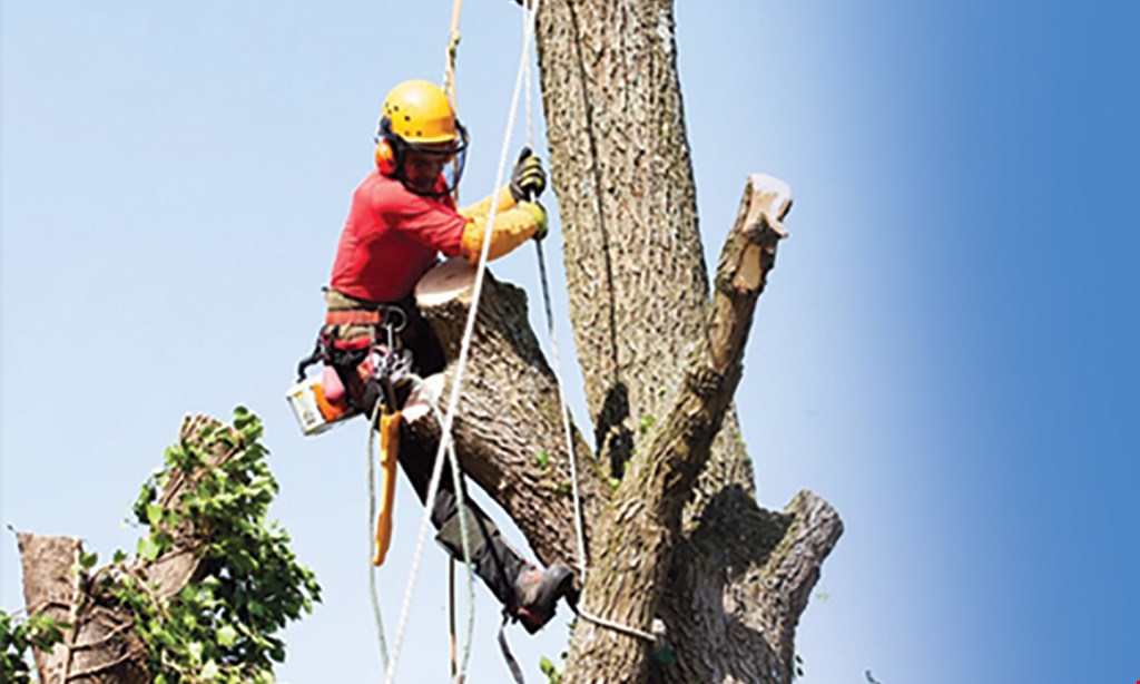 Product image for Liberty Tree Service 30% OFF Any Tree Service