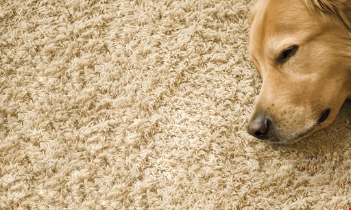 Product image for Premier Carpet Care $119 for 3 rooms & a hall cleaning. Up to 700 sq. ft.
