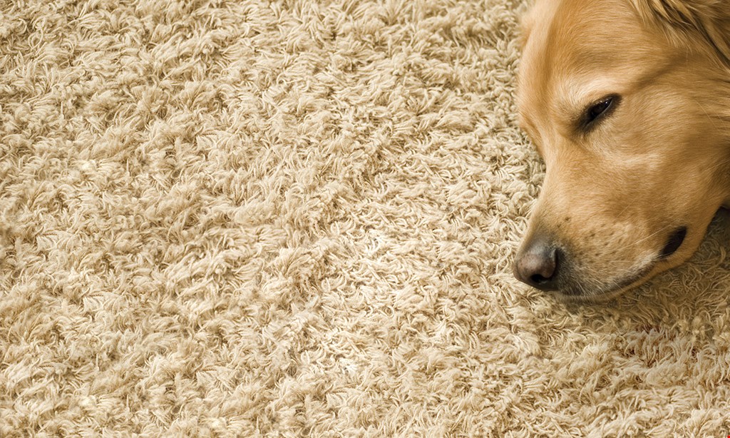 Product image for Premier Carpet Care $189 entire house carpet deep clean.