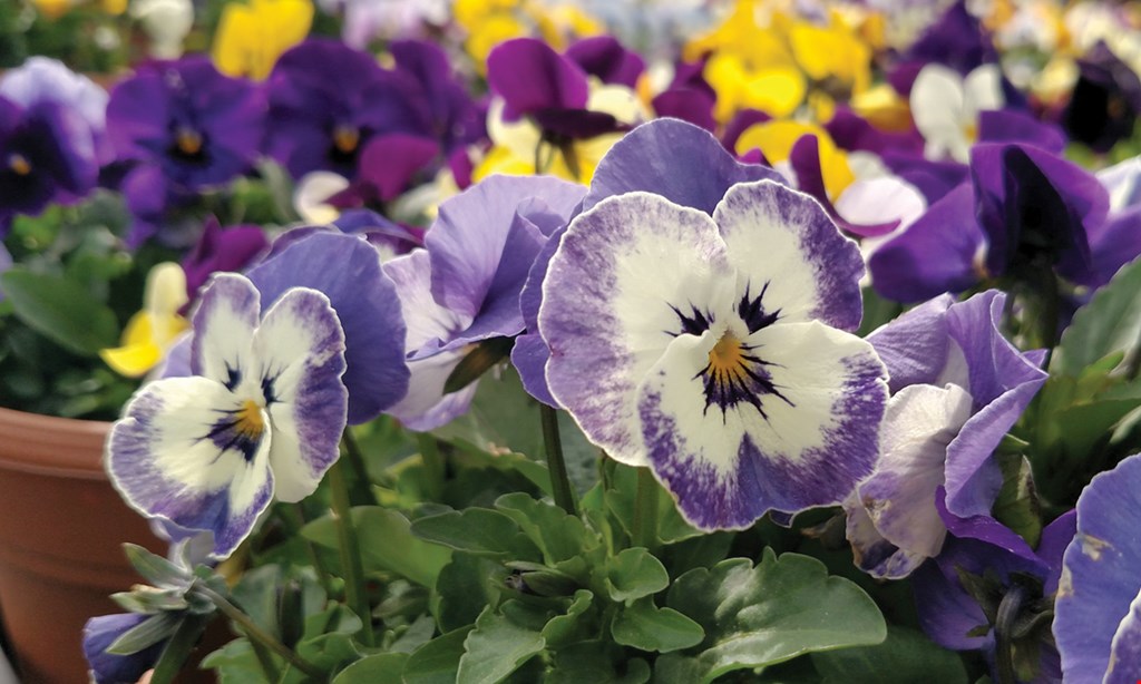 Product image for Sunscape Farms & Greenhouses-Penfield FREE 4.5" Perennial.