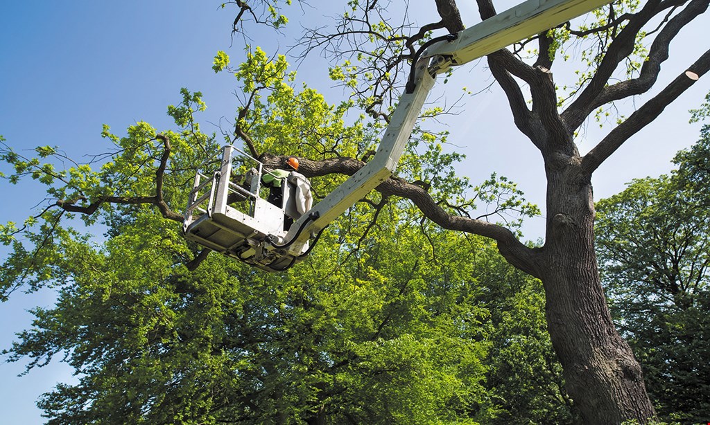 Product image for High Quality Tree Service 15% Off tree services, plus free stump grinding on all jobs over $1,500 (max. discount $300)