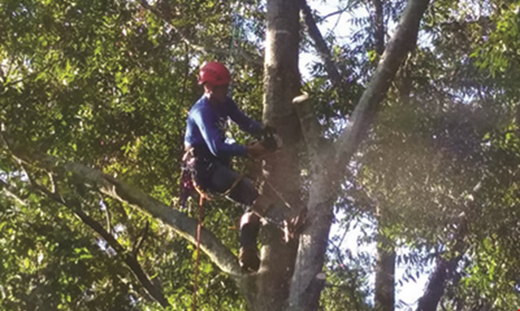 Product image for E D Tree Care $50 Off any tree service over $500. 