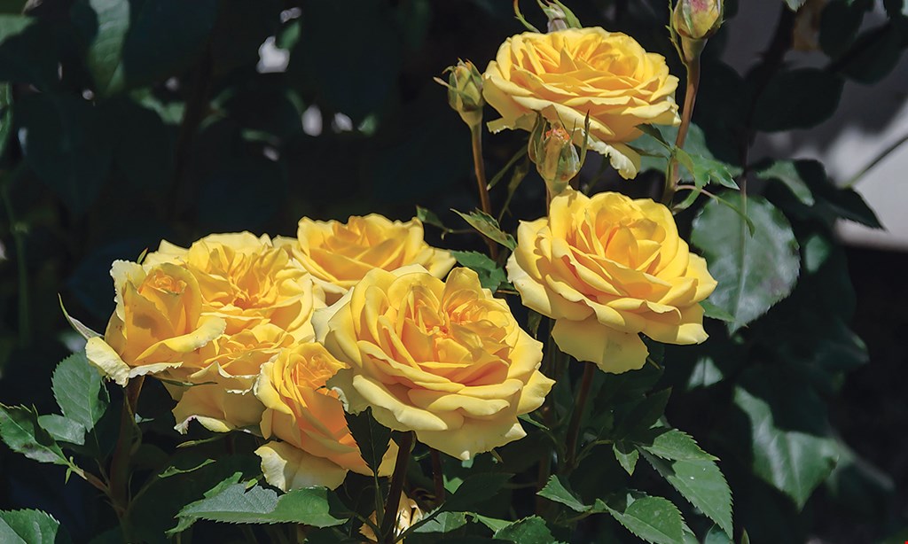 Product image for Hanoverdale Country Store $5 OFF any in-stock rose bush. While supplies last. 