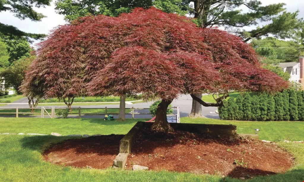 Product image for Five Star Landscaping LLC $100 off any tree or shrub job of $1,000 or more