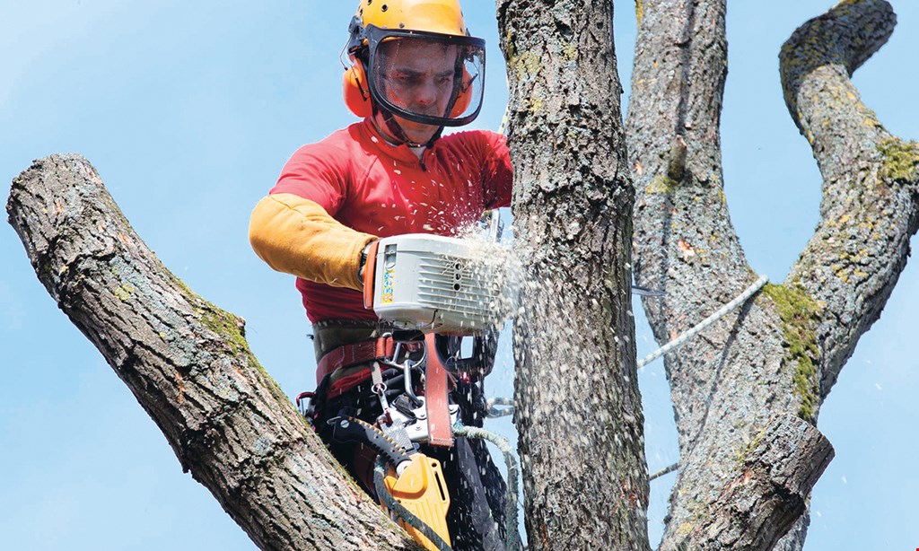 Product image for CPL Tree Service 15% off any job of $999 or less.