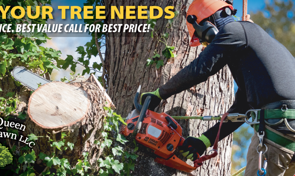 Product image for B. MacQueen Lawn & Tree $100 off on any tree work above $700.