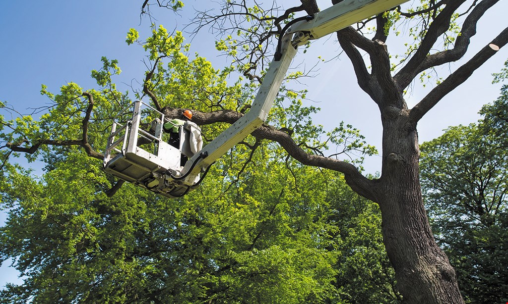 Product image for Tree King 10% off any tree job of $250-$2500.