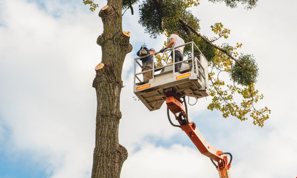 Product image for Cheap And Great Tree Services 25% OFF ANY JOBOF $1000 OR MORE.