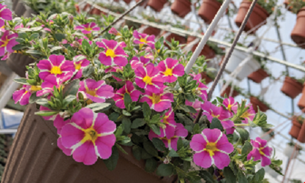 Product image for Sunscape Farms & Greenhouses-Penfield FREE pack of annuals 4 or 6 pack only. 
