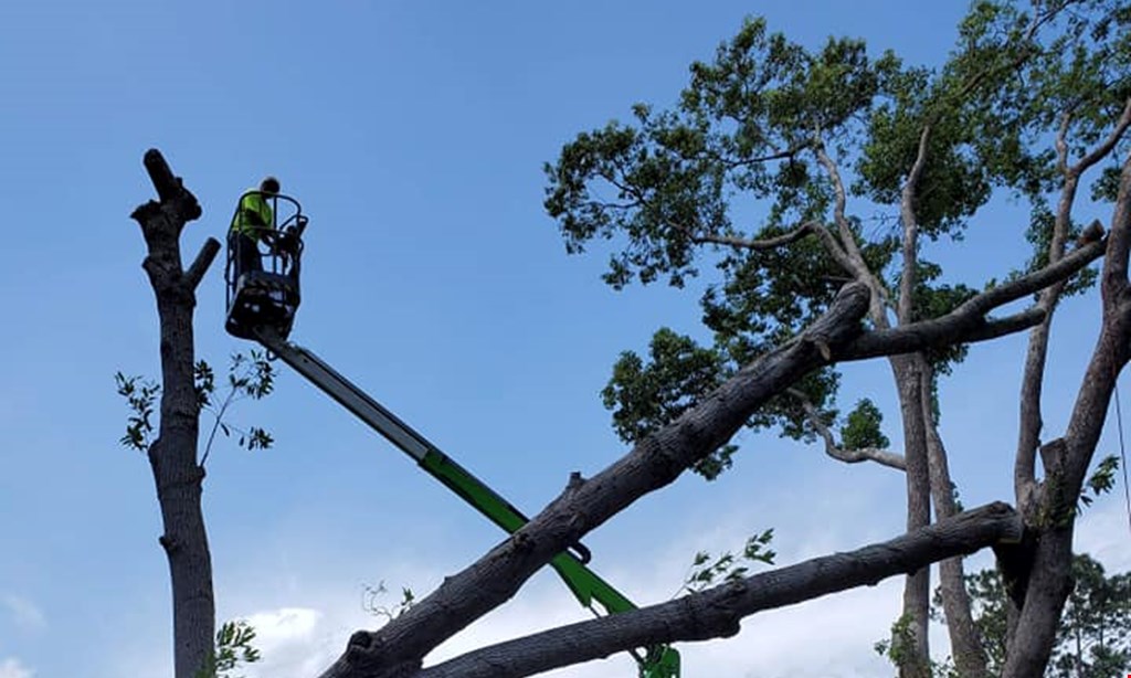 Product image for Southern Cuts Tree Service, llc $100 off on any project of $500 or more.