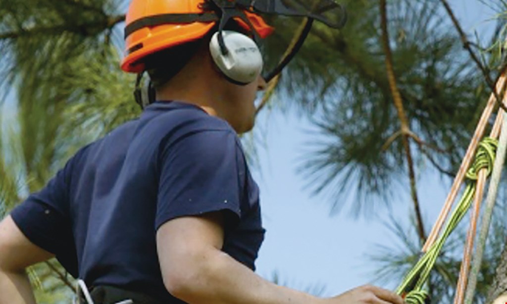 Product image for San Diego's Best Tree Service 40% OFF FANY TREE SERVICE. 