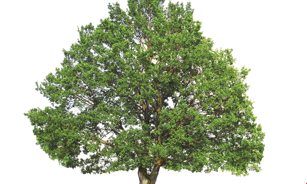 Product image for White Horse Tree Care $100 Off any job of $999 or more