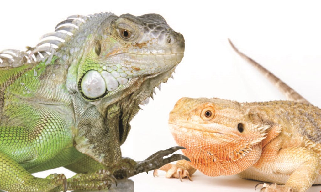 Product image for Innocent Feeders FREE 2 months of feeders when you buy a Bearded Dragon, Anole, or Tree Frog. 