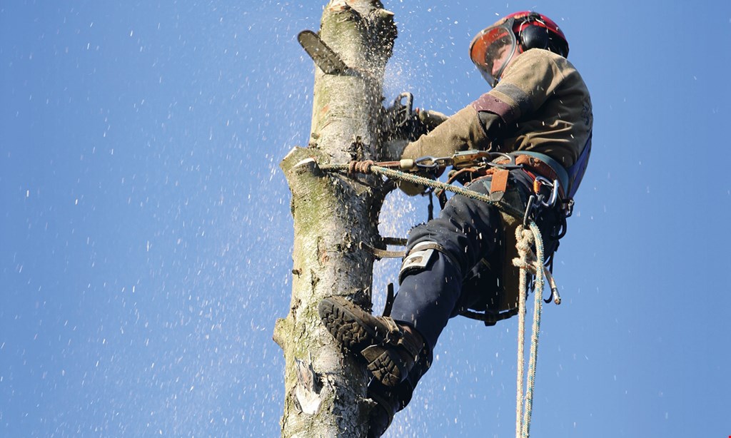 Product image for Best Quality Tree Service 20% OFF tree service plus free stump grinding on all jobs $1500 or more. 