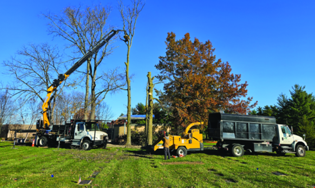 Product image for Arborcare $100 off any tree service of $1000 or more.