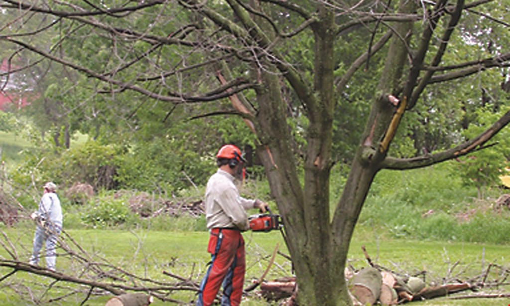 Product image for MLS Tree Service free stump removal with any tree removal • up to a $125 value present coupon after estimate.