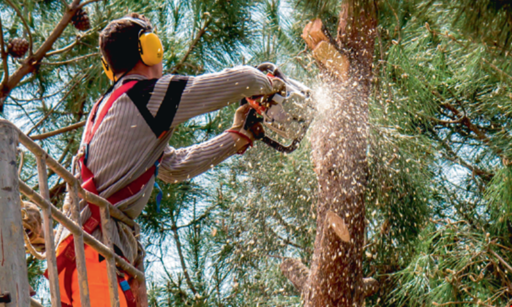 Product image for Jaime's Tree Service $50 OFF ANY TREE SERVICE OF $1,500 OR $100 OFF ANY TREE SERVICE OF $2,500 OR MORE. 