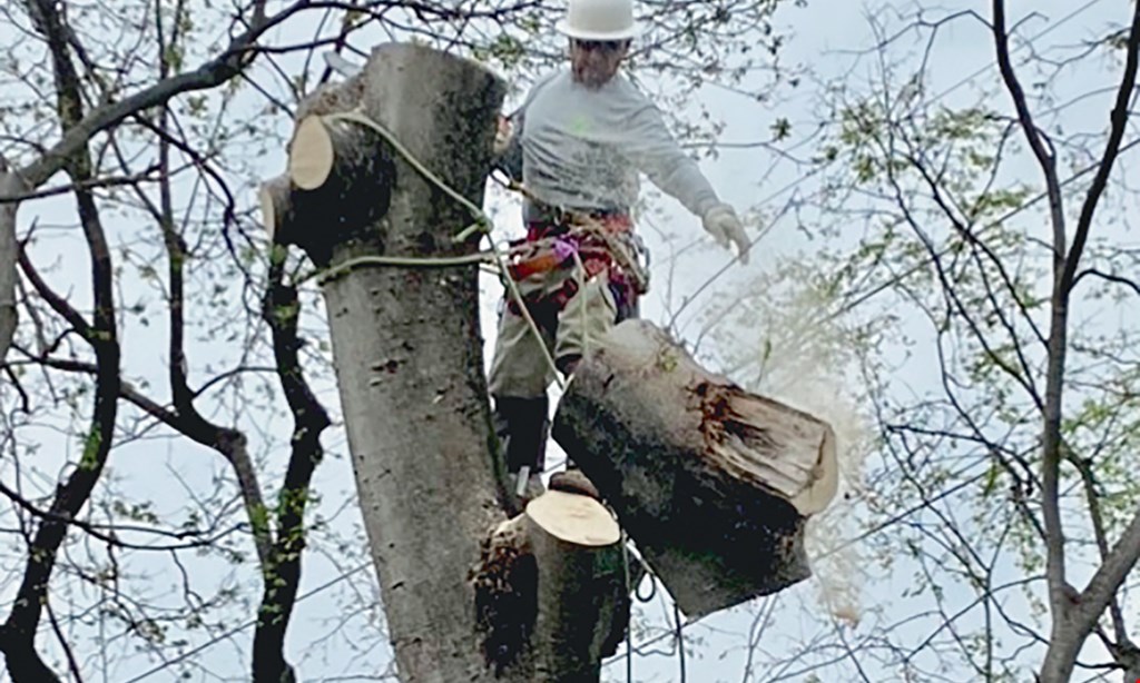 Product image for Smyrna Tree Service FREE stump grinding on tree removal of $1500 or more.