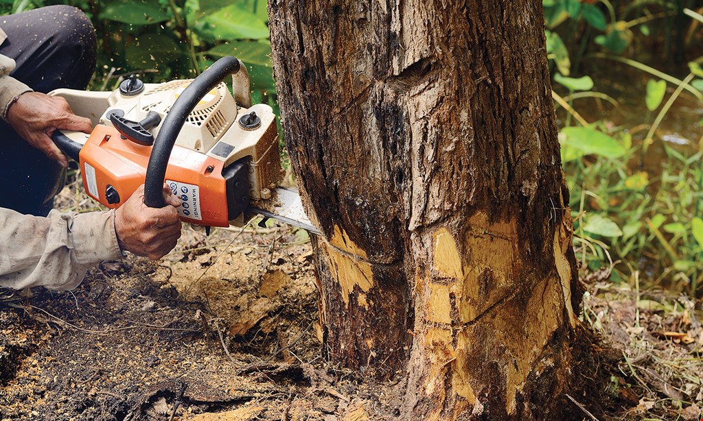 Product image for High Power Tree Service, LLC 30% off all tree work plus free stump grinding. 