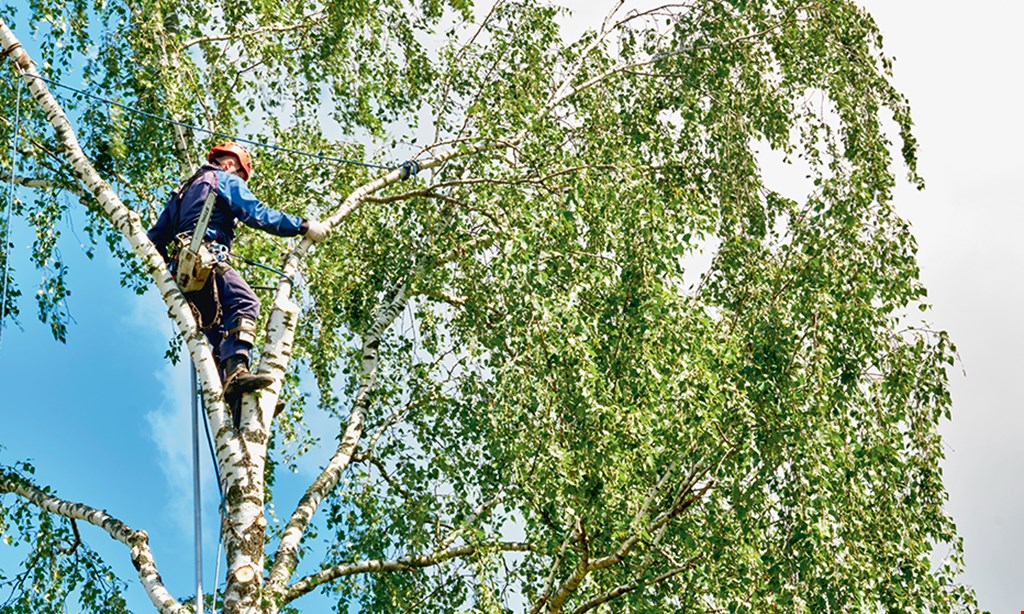 Product image for Captain's Tree Service $200 Offany job of $2,200 or more. 