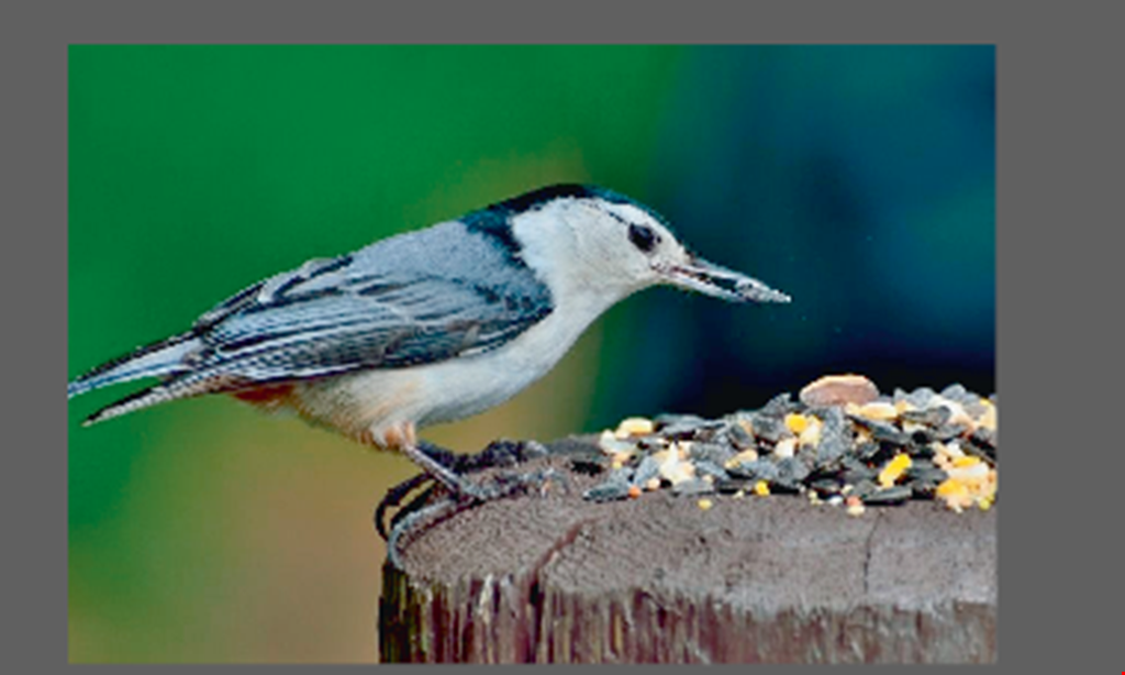 Product image for The Bird Shoppe 10% off feeders includes squirrel resistant feeders.