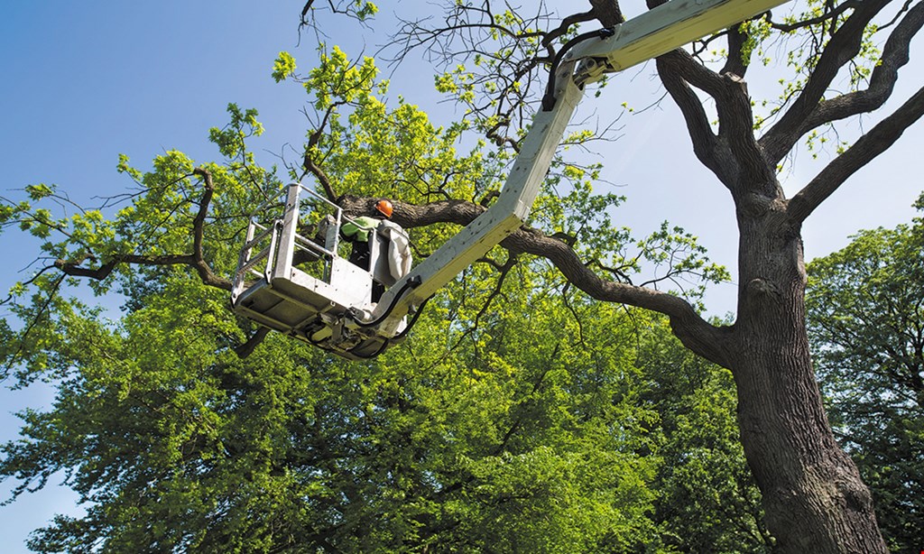 Product image for Superior Tree Service, Inc. 15% off any job over $500