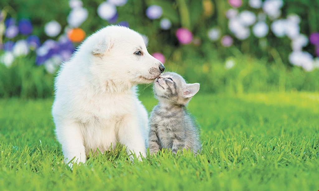 Product image for Petwell Paramus $30Off any puppy & kitten package
(Reg. $330)
