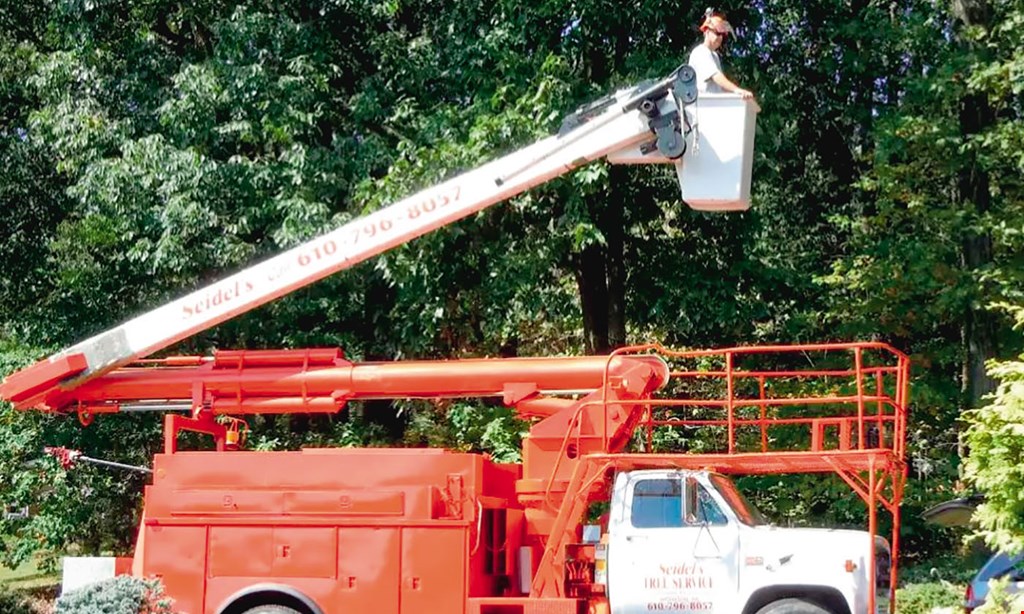 Product image for Seidel'S Tree Service $50 off tree pruning over $500.
