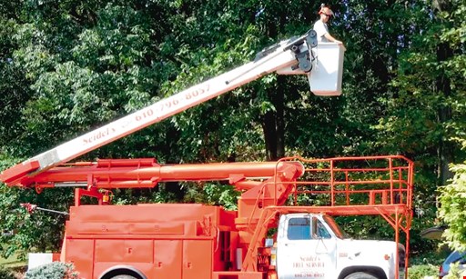 Product image for Seidel'S Tree Service $100 off any removal over $750