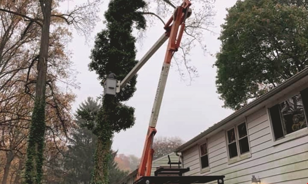 Product image for Steady Tree Service 15% Any Tree Job Over $1,000