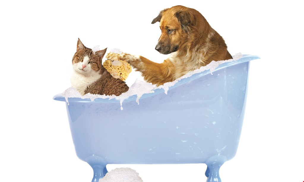 Product image for Brown Dog Lodge Veterinary Clinic $5 Off shedless treatment on Fri. only. 