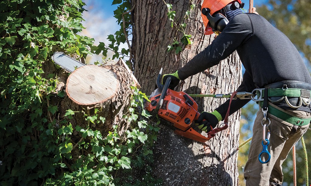 Product image for Five Star Tree Care Free stump removal with any service • $500 min