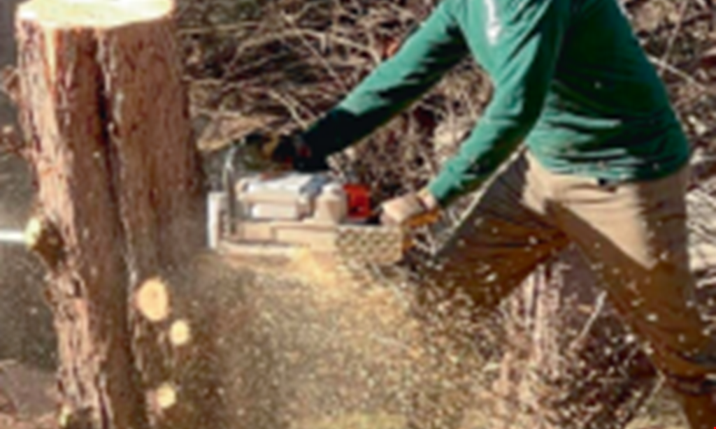 Product image for Campo Tree Service Free stump grinding with any tree removal service.