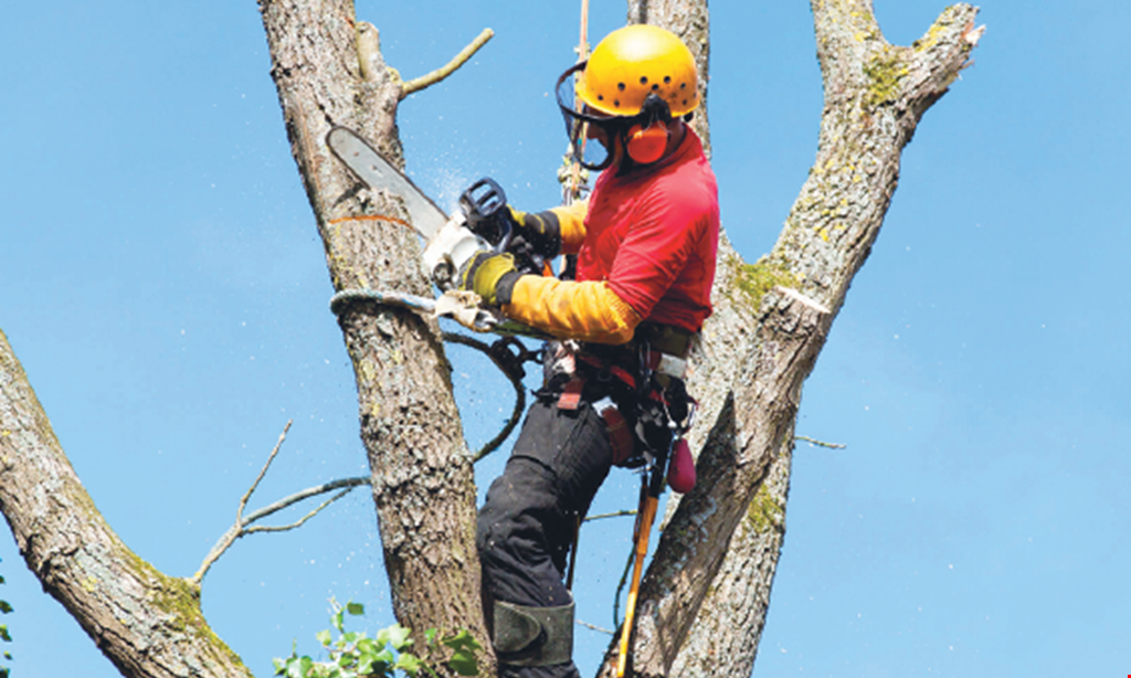 Product image for Affordable Tree Service $75 off on any tree job of $500.