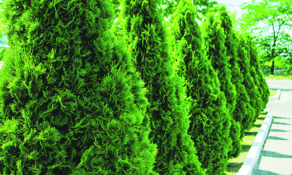 Product image for Paul Usak's Nursery & Garden Center $99.99 Arborvitae Blowout Special! Reg. $129 5’-6’