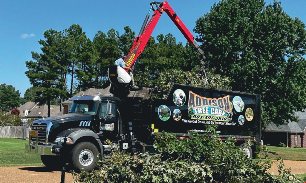 Product image for Addison Tree Service $50 off any tree service of $500 or more. 