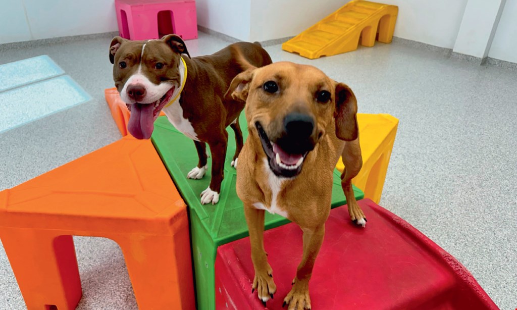 Product image for The Dog Stop - Centreville 20% off on any daycare membership. 