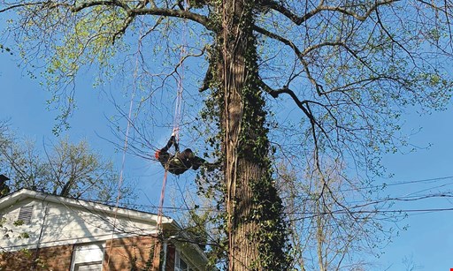 Product image for New Look Tree Services 40% Off Any Tree Service