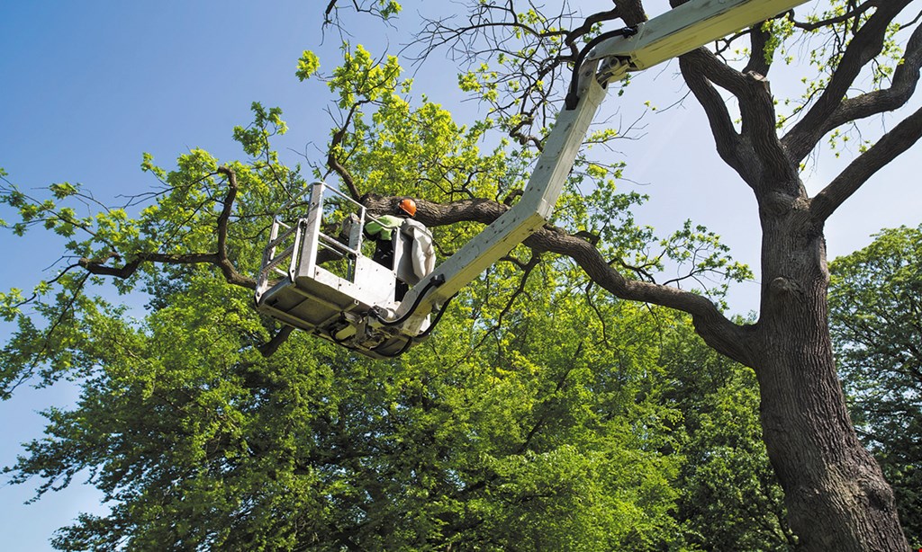 Product image for Powell Tree Service $200 off any job of $2,000 or more.