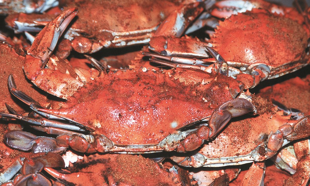 Product image for Blue Point Crab House $5 Off 1 dozen crabs. 