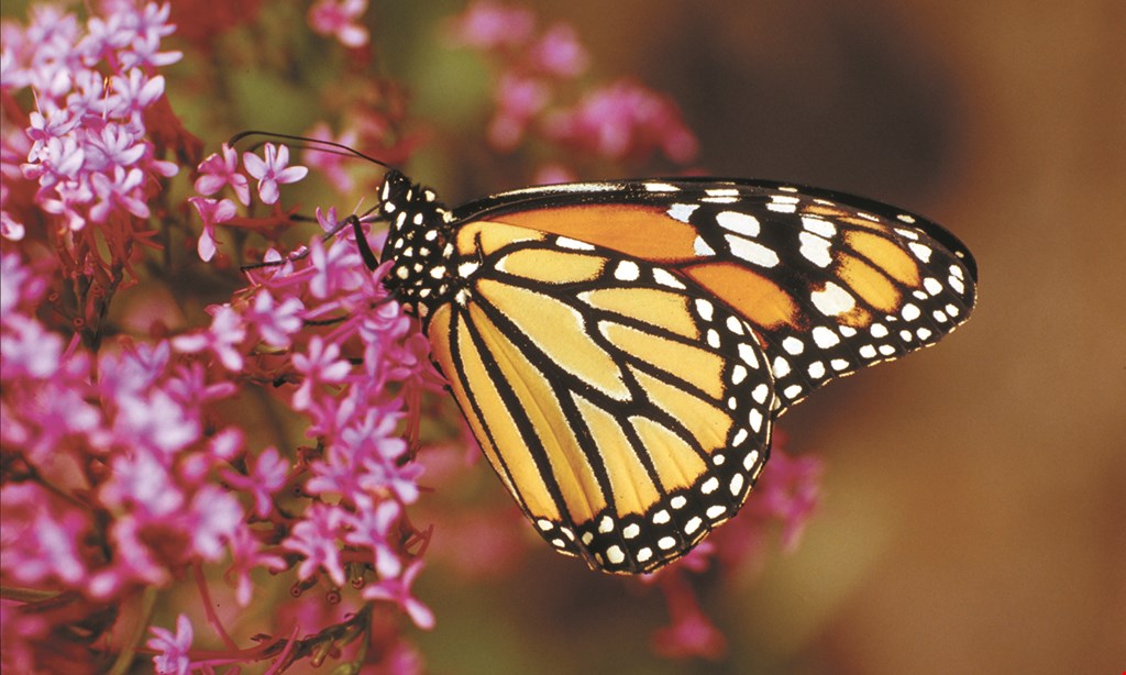 Product image for Butterfly World $6 off each general admission. 